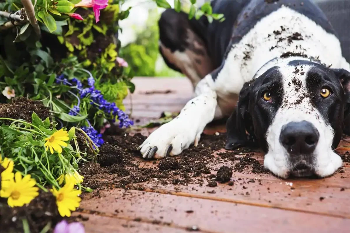 How to make pet-friendly garden?