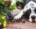 How to make pet-friendly garden?